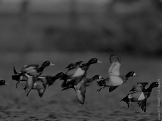 Bluebills flying off lake